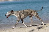 WHIPPET 227